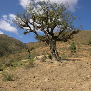 Cambio Climatico-Totora